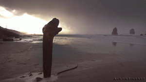 stump-on-beach